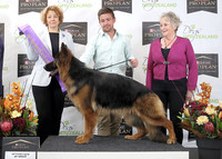 Working Dogs