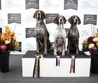 Gundogs