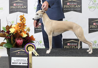 NATIONAL DOG SHOW
