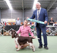 3. Gundogs