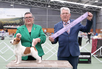 2. Terriers