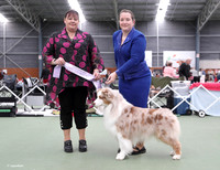 5. Working Dogs