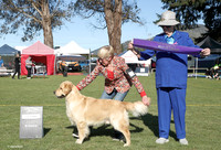 3. Gundog Group