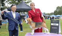 4. Hounds