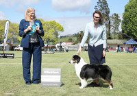 5. Working Dogs