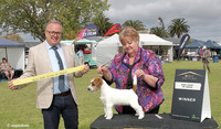 2. Terriers