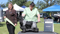 3 Gundogs