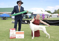 3. Gundogs