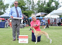 4. Hounds