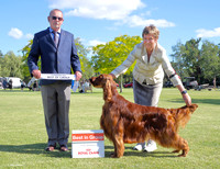 3. Gundogs