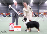 5. Working Dogs