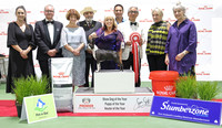 The Podium