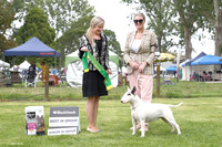 2. Terriers