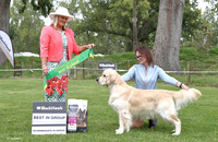 3. Gundogs