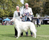 4. Hounds