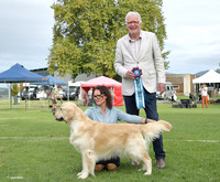 3. Gundogs