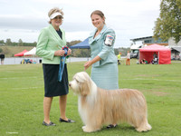 5. Working Dogs
