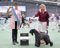 2.Terriers