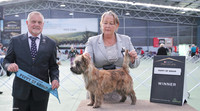 2. Terriers