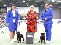 2. Terriers
