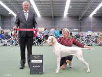 3. Gundogs