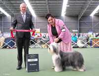5. Working Dogs