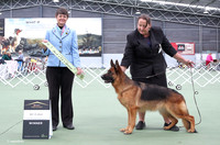 5. Working Dogs