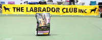 The Labrador Club
