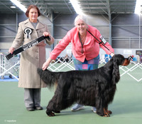 3. Gundogs