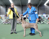 3. Gundogs