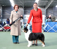 5. Working Dogs