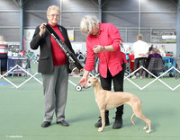 4. Hounds