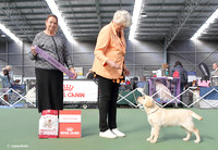 3. Gundogs