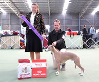 4. Hounds