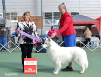 5. Working Dogs