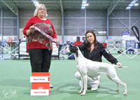 3. Gundogs