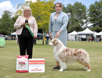 5. Working Dogs