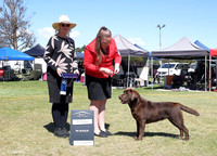 3. Gundogs