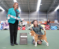 4. Hounds