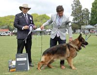 Group 1. Sheepdogs and Cattle Dogs