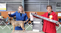 2. Terriers