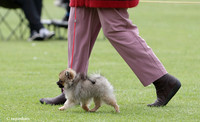AKC Open Shows