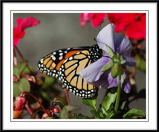 Monarch