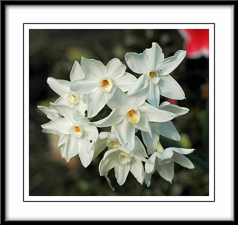 Our-Jonquils