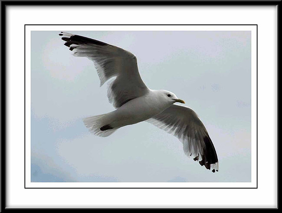 Seagull-flying-#5
