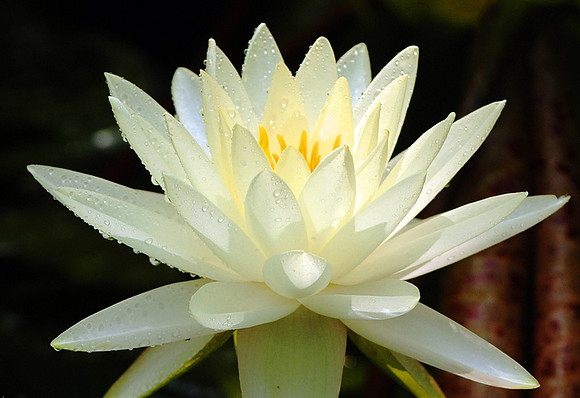 Waterlilly