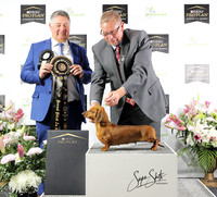 NATIONAL DACHSHUND SHOW