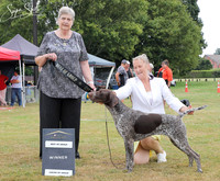 3. Gundogs