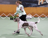 Continental Gundog Club