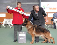 5. Working Dog